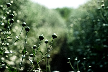 Green Plant Vegetation Flora