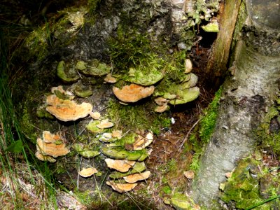 Fungus Vegetation Medicinal Mushroom Oyster Mushroom
