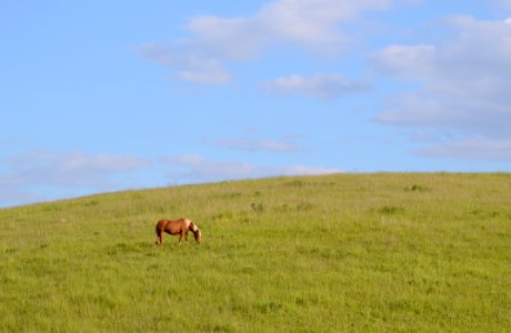 Grassland Pasture Prairie Ecosystem photo