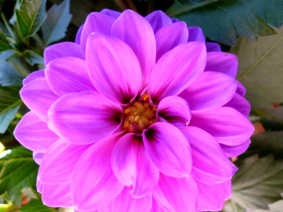 Flower Purple Plant Flora
