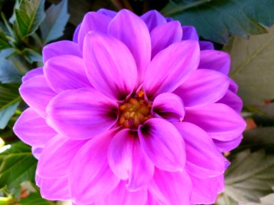 Flower Purple Plant Flora