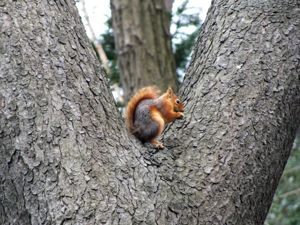 Squirrel Fauna Mammal Tree