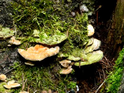 Fungus Medicinal Mushroom Oyster Mushroom Mushroom photo