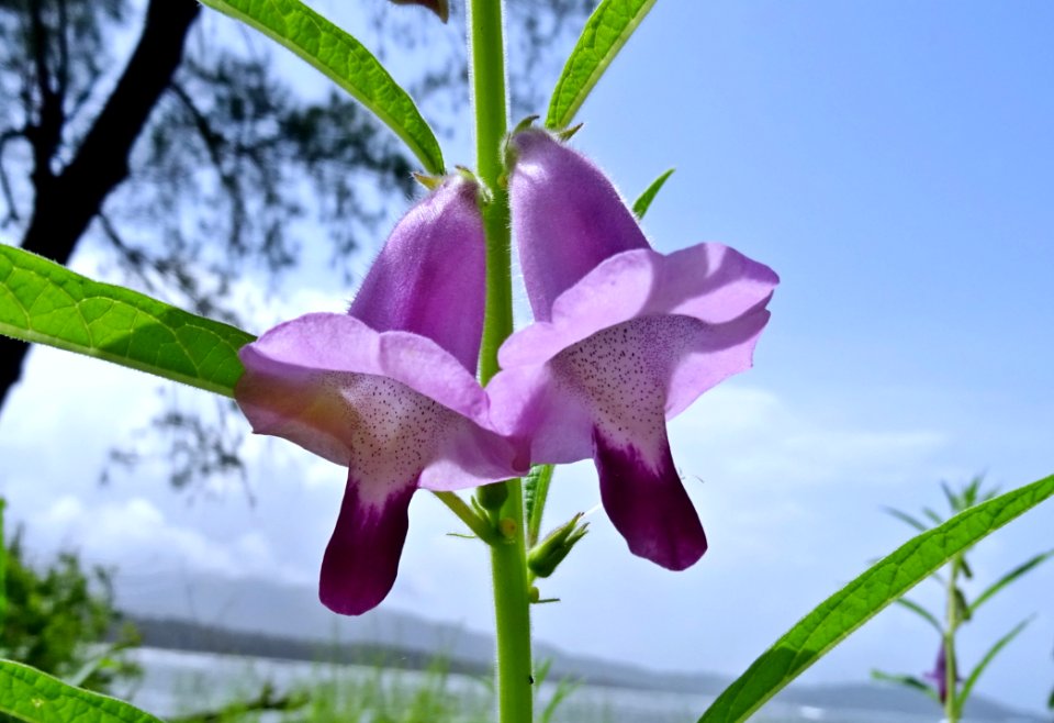 Flora Flower Plant Wildflower