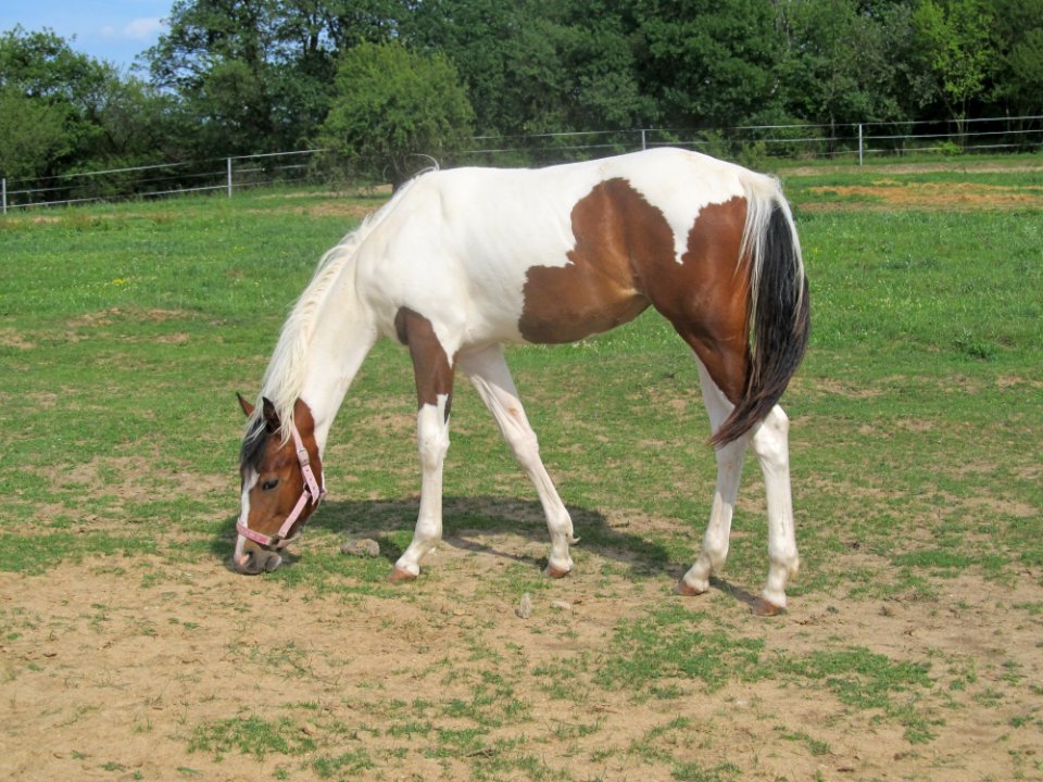 Horse Pasture Mare Horse Like Mammal photo