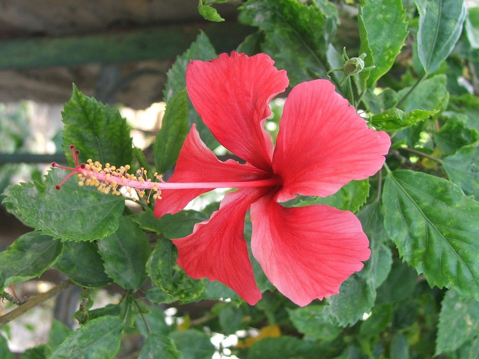 Tropical blossoms flowering