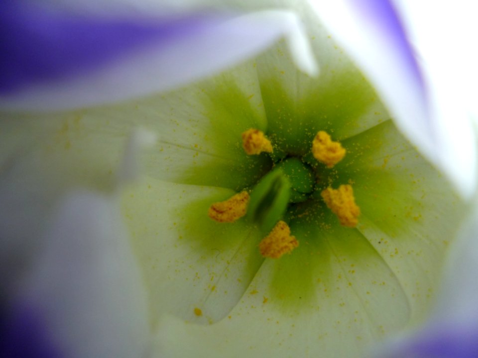 Yellow Flower Flora Macro Photography