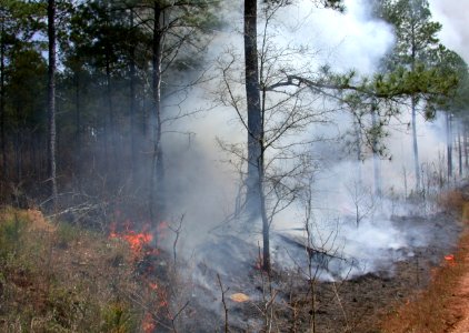 Tree Forest Wildfire Smoke photo
