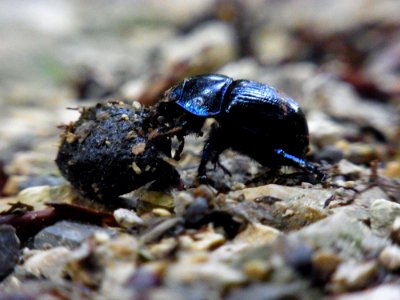 Insect Dung Beetle Beetle Invertebrate
