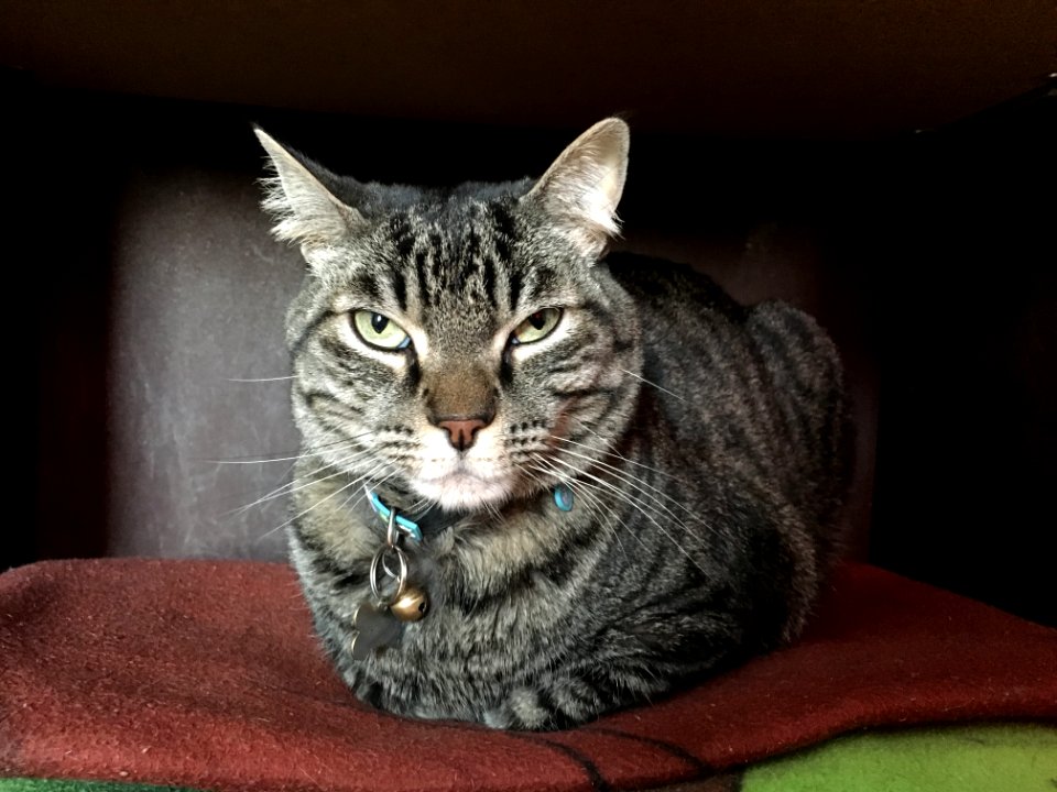 Cat Dragon Li Tabby Cat Whiskers