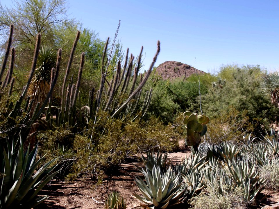 Plant Vegetation Ecosystem Shrubland