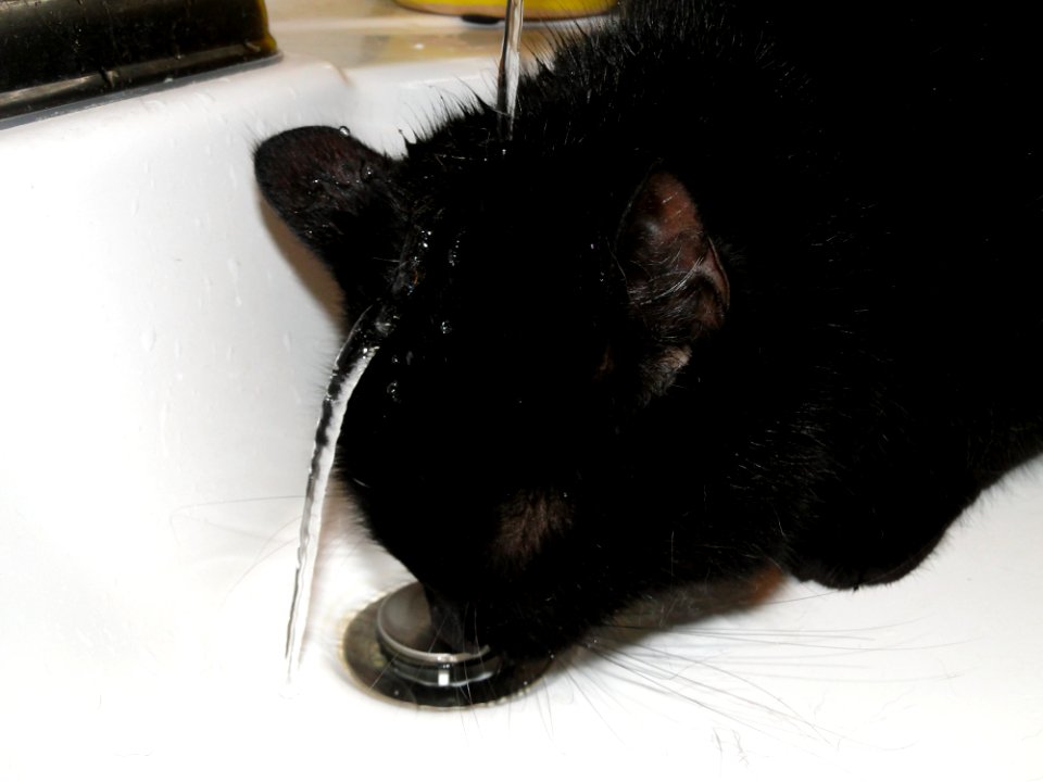 Black Mammal Fauna Whiskers