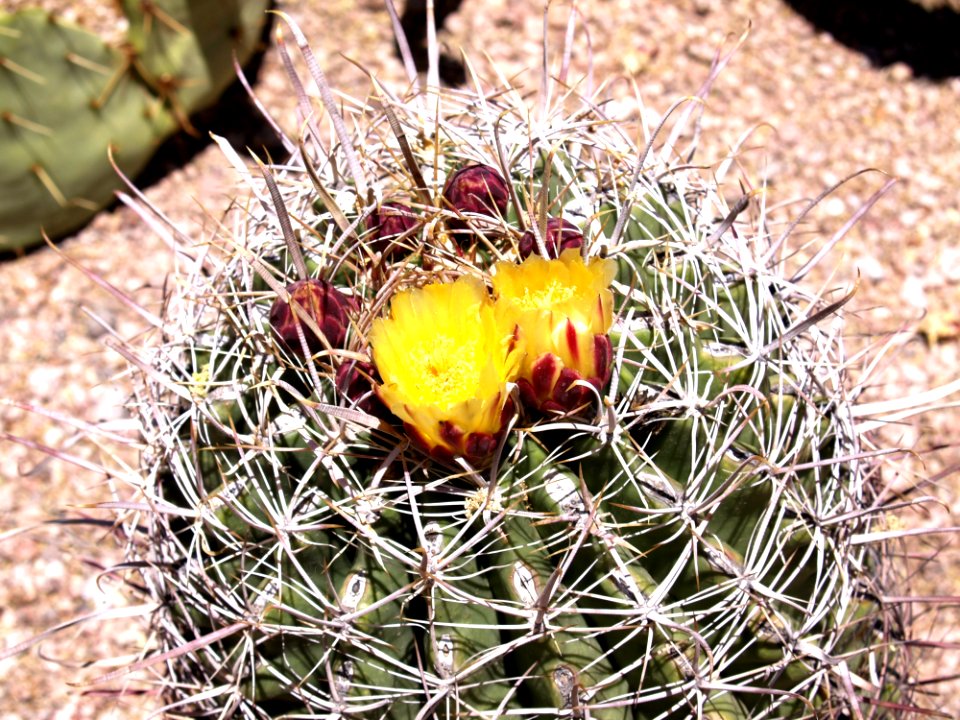 Plant Cactus Flowering Plant Thorns Spines And Prickles