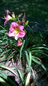 Plant Daylily Flower Flora