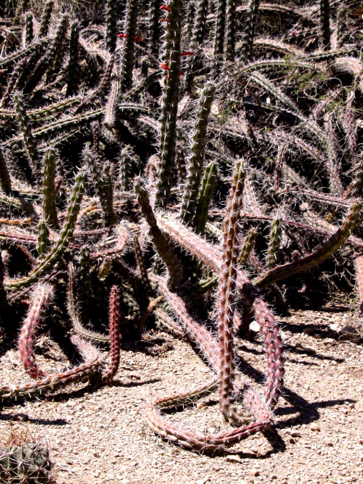 Plant Cactus Tree Flora