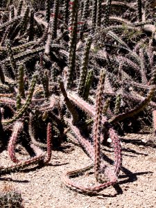 Plant Cactus Tree Flora