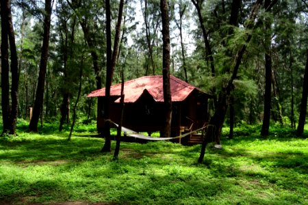 Nature Reserve Forest Tree Hut