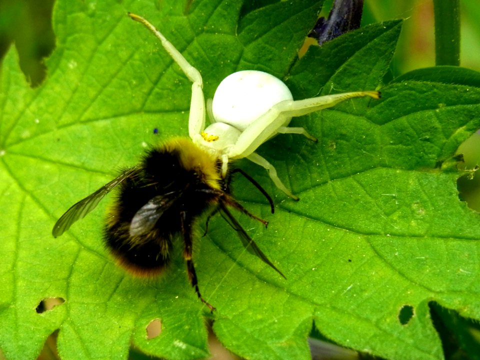 Insect Bee Bumblebee Membrane Winged Insect
