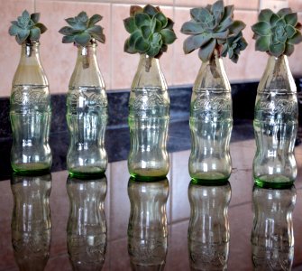 Bottle Glass Glass Bottle Flowerpot photo