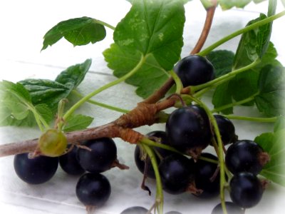 Gooseberry Berry Fruit Plant
