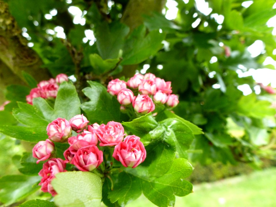 Flower Plant Hawthorn Blossom
