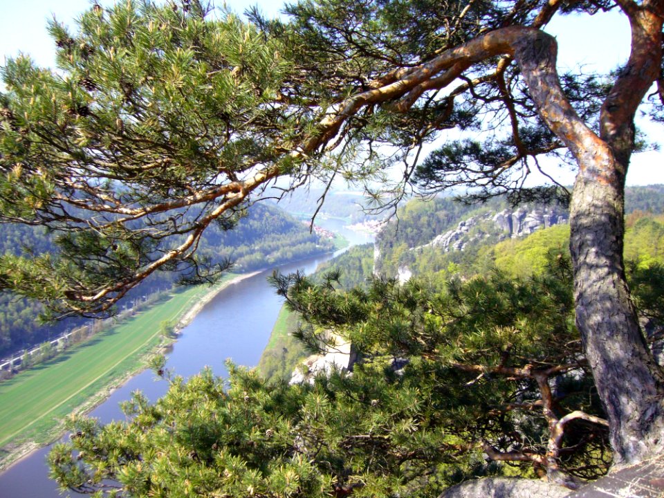 Tree Vegetation Ecosystem Nature Reserve