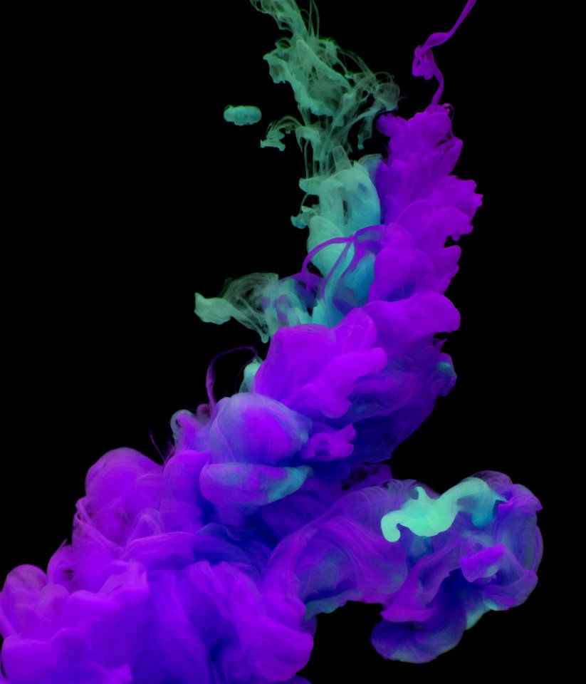 Violet Purple Organism Petal