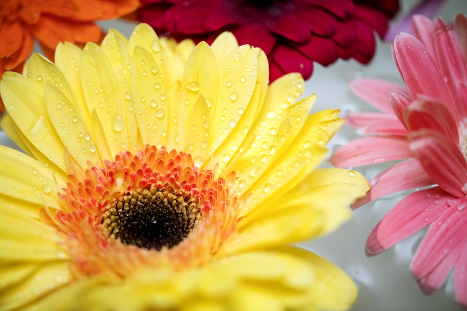 Flower Yellow Gerbera Flowering Plant