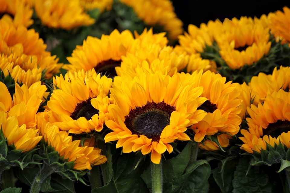 Flowers flora bright