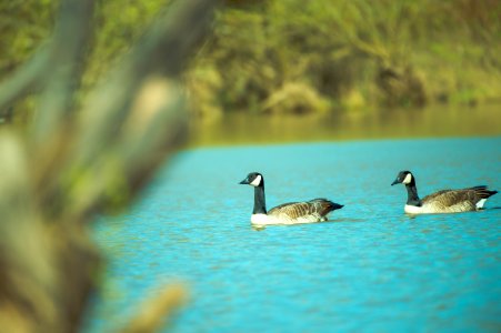 Photography Of Two Ducks On Water photo
