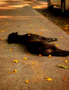 Medium Short-coated Black Dog Lying On Ground photo