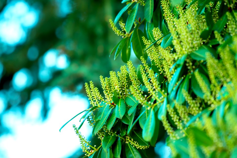 Close-Up Photography Of Green Leaves
