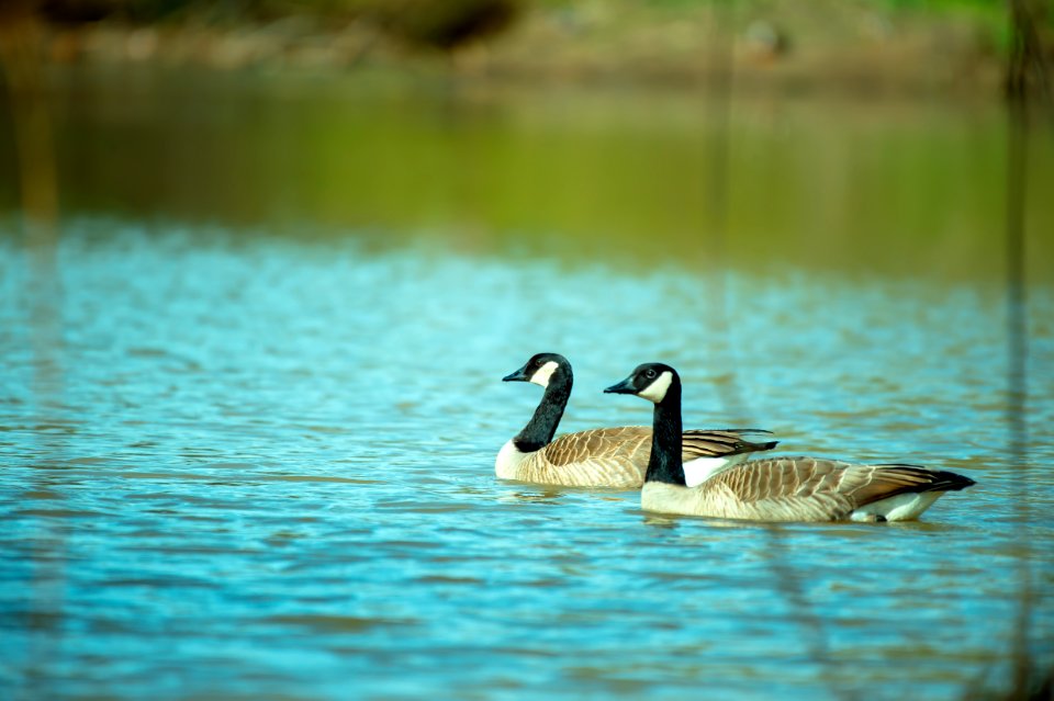 Photography Of Two Ducks On Water - Free photos on creazilla.com