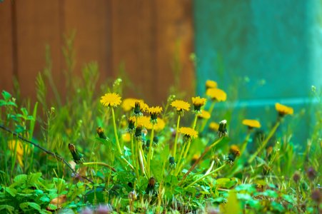 Close-Up Photography Of Yellow Flowers photo