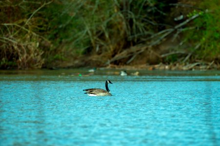 Photography Of Duck On Water