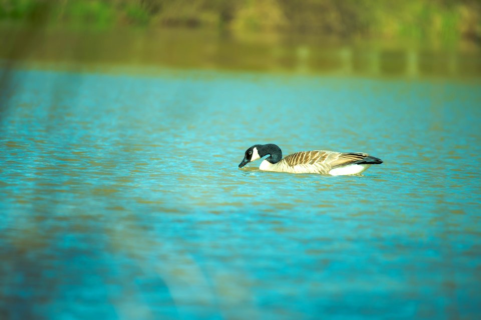 Animal Photography Avian