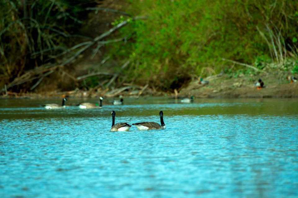 Photography Of Ducks On Waterr