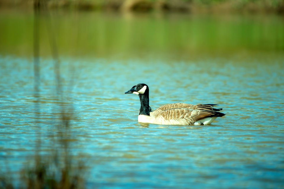 Photography Of Goose On Water