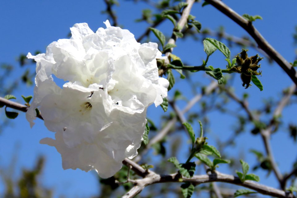 Close-Up Photography Of White Flower