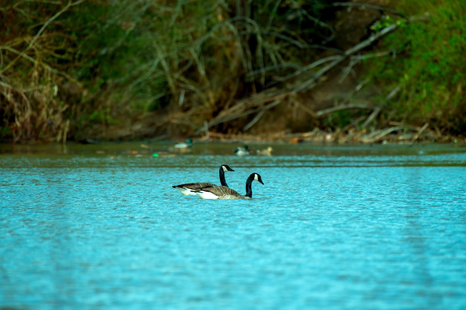 Photography Of Two Ducks On Water