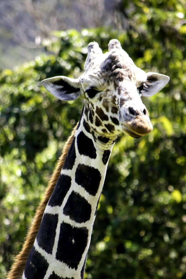 Selective Focus Photography Of Giraffe