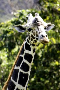 Selective Focus Photography Of Giraffe