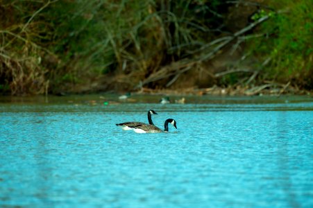 Photography Of Two Ducks On Water photo