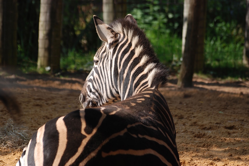 Striped wildlife zoo