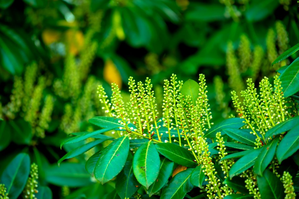 Close-Up Photography Of Green Leaves