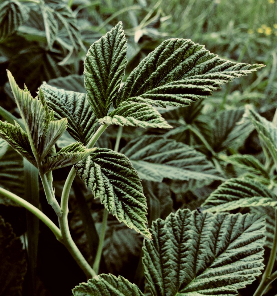 Shallow Focus Photography Of Green Leaves photo