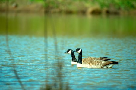 Close-Up Photography Of Two Ducks On Water photo