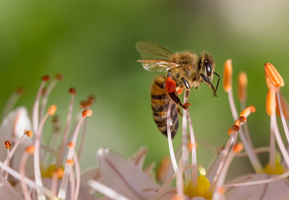 Macro nature garden