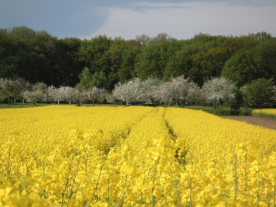 Landscape field yellow