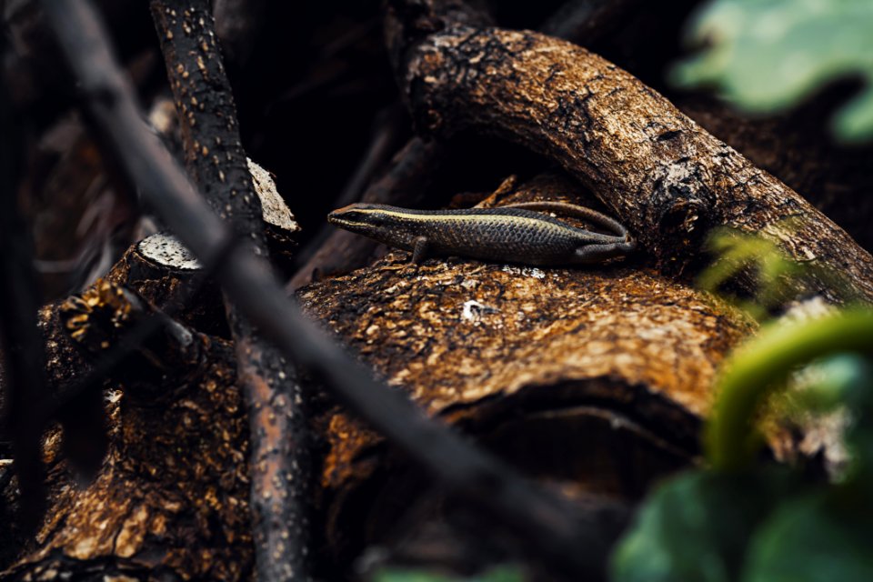 Selective Focus Photo Of Black Lizard photo